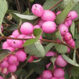 'Symphorine ''Magic Berry'' / Symphoricarpos doorenbosii Magic berry'